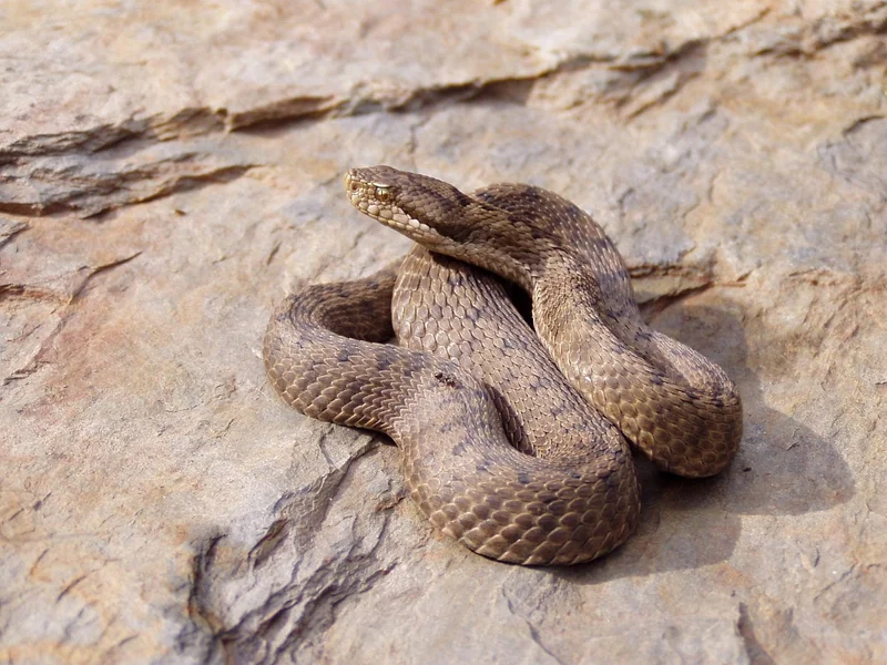 La grande confusion avec l'aspic (Vipera aspis)