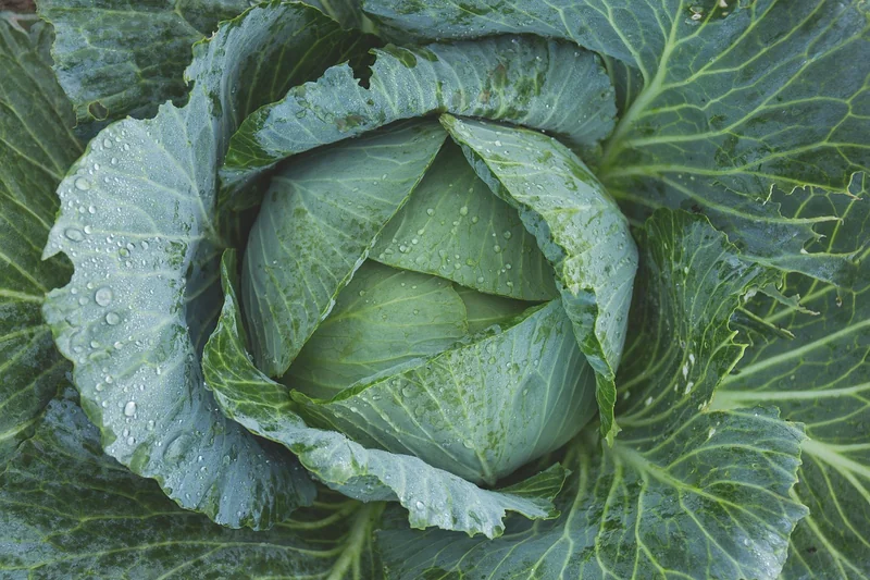 La chasse au talent est terminée, place au jardinage