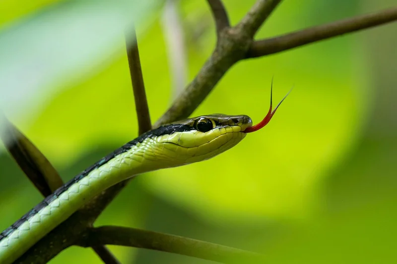 Comment identifier un serpent venimeux sans se fier aux noms approximatifs
